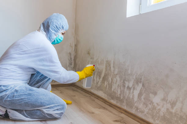 Licensed Mold Removal service in Lawrence, MA - WQB Mold Removal