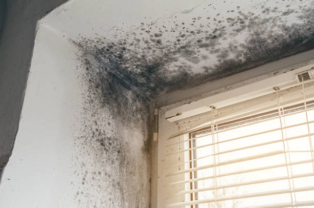 Affordable Mold Removal solutions in Lawrence, MA